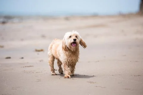 Mixed Cocker Spaniel Stock Photos