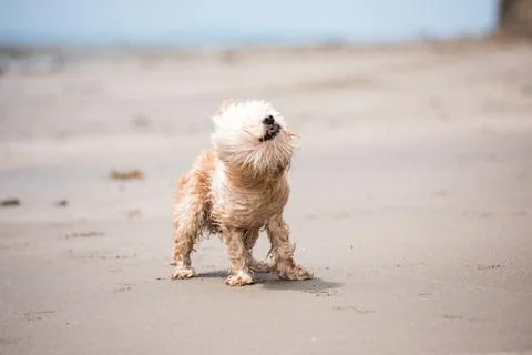 Mixed Cocker Spaniel Stock Photos