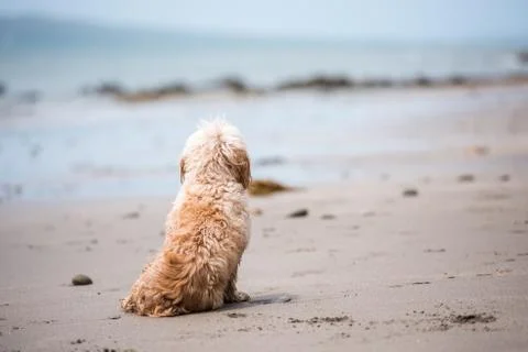 Mixed Cocker Spaniel Foto stock