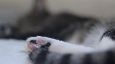 Mixed color toe beans on sleeping cat Stock Footage 159628187