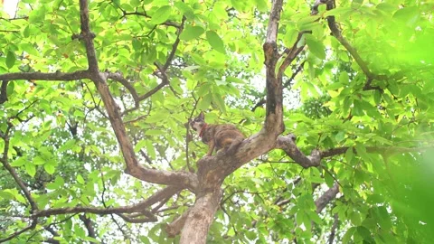 Mixed-colored cats sitting on tall trees Stock Footage 153519945