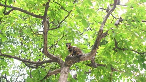 Mixed-colored cats sitting on tall greenery trees Stock Footage 153520085
