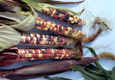 Mixed colored corn Fotos Stock