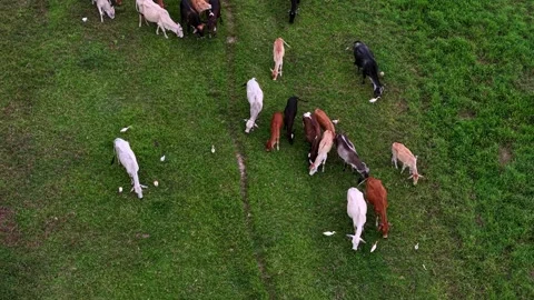 Mixed-colored cows grazing on green pasture Stock Footage 339803837