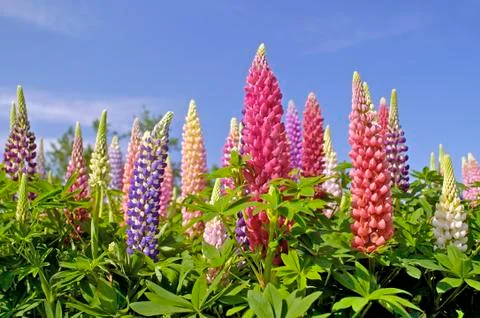 Mixed colored Digitalis in field Stock Photos