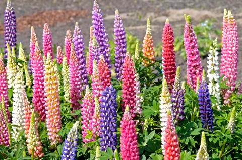Mixed colored Digitalis in field Stock Photos