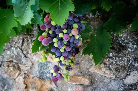 Mixed colored grapes in a vineyard Stock Photos