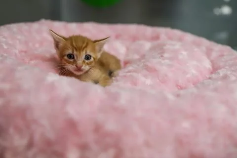 Mixed colored kitten waiting to be adopted Stock Photos