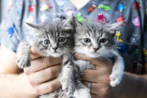 Mixed colored kittens waiting to be adopted Stock Photos