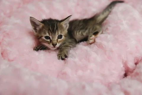 Mixed colored kittens waiting to be adopted Stock Photos