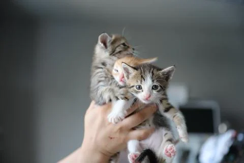 Mixed colored kittens waiting to be adopted Stock Photos