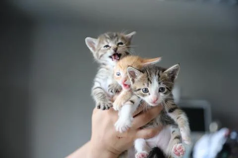 Mixed colored kittens waiting to be adopted Stock Photos