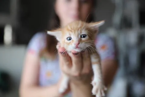 Mixed colored kittens waiting to be adopted Stock Photos