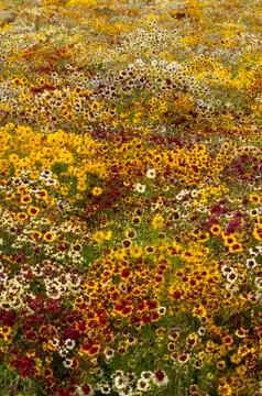 Mixed colored tickseed in field Stock Photos