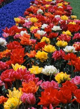 Mixed colored tulips Stock Photos