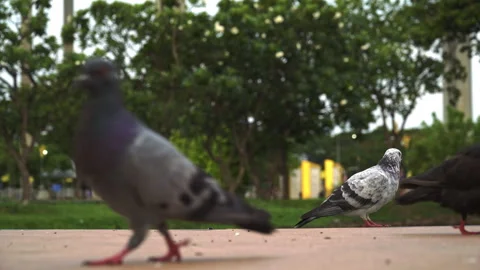 A mixed-colored white, gray, and black pigeon in focus is in a park ruffling Stock Footage 279224095
