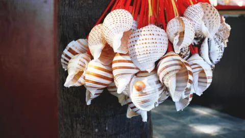 Mixed colorful sea shells as background Stock Photos