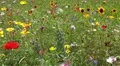 Mixed colorful summer flowers in grassy garden landscape HD Footage
