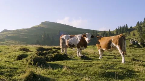 Mixed Colour Grazing Cows Licking One Another, Showing Love. Tail Wagging Cows. Stock Footage 221831482