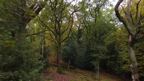 Mixed Conifer and Deciduous Autumn Forest Drone View Stock Footage 321448900