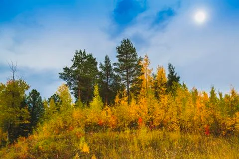 Mixed coniferous and deciduous forest in autumn dress 스톡 사진