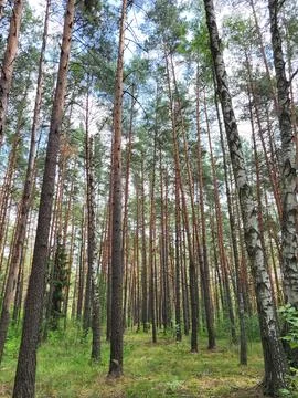 Mixed coniferous and deciduous forest in summer Foto stock