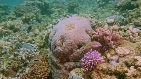 Mixed Coral Assemblage with Tropical Fish Swimming in Healthy Reef Ecosystem Stock Footage 311938425