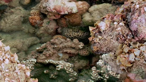 Mixed Coral Formations Covering Rocks in a Tropical Rocky Pool Stock-Footage 342209862