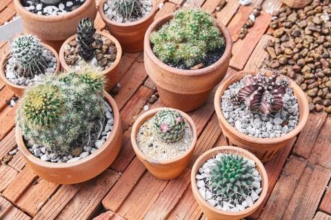 Mixed of cray potted of mini cactus on bricks brown background. 写真素材