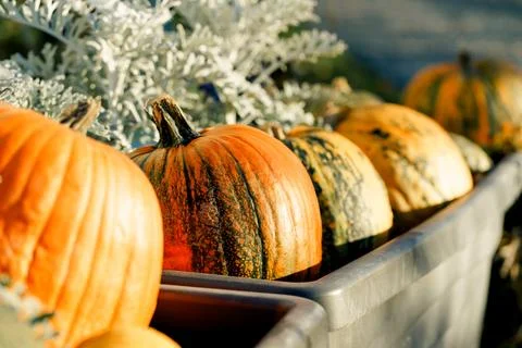 Mixed Cucurbita Pepo Pumpkins in Container for Autumn Harvest Display Stock Photos