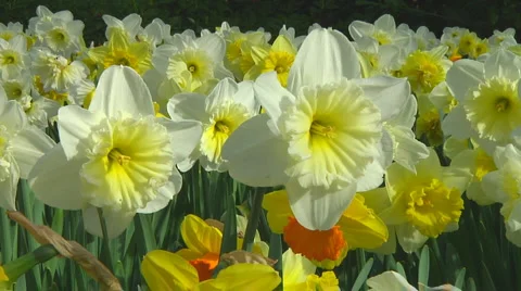 Mixed daffodils Stock Footage 4970684