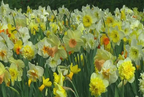 Mixed daffodils Stock Footage 10740610