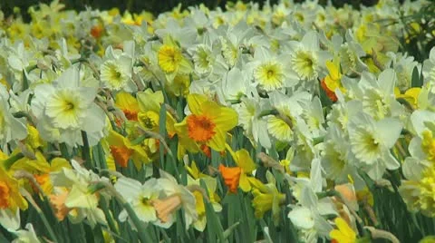 Mixed daffodils Stock Footage 10740622