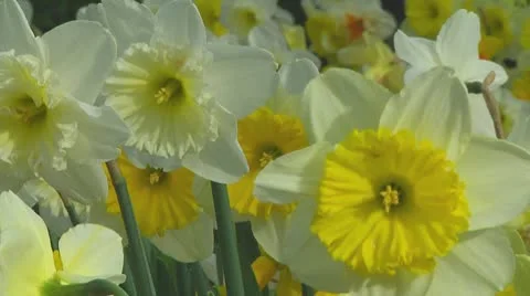 Mixed daffodils Stock Footage 10740653