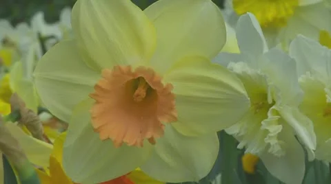 Mixed daffodils Stock Footage 10740660