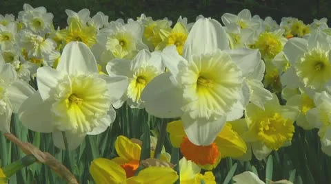 Mixed daffodils Stock Footage 10740680