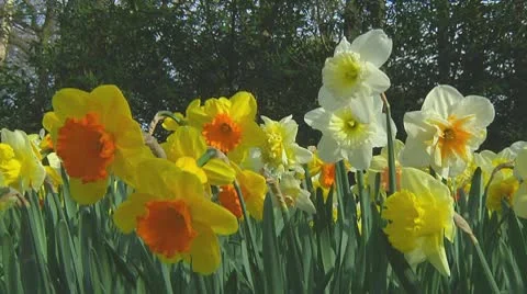 Mixed daffodils Stock Footage 10740692