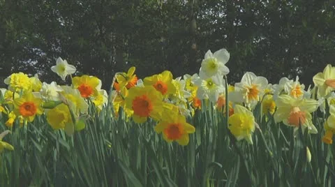 Mixed daffodils Stock Footage 10742916