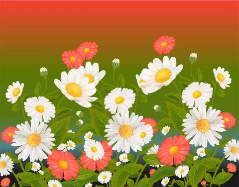 Mixed daisy flowers Illustrazione stock