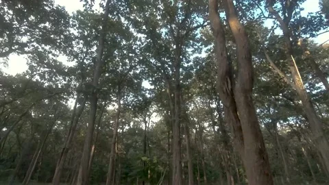 Mixed deciduous forest of Kabini tiger reserve, Nagarahole national park Stock Footage 182852922