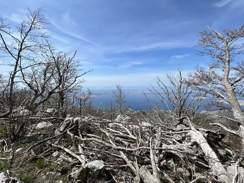 Mixed deciduous mountain forest several years after a devastating fire Stock Photos