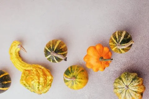 Mixed decorative gourds flat lay on neutral background Stock Photos