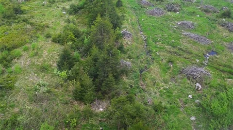 Mixed dense forest at the foothills Stock Footage 63471349