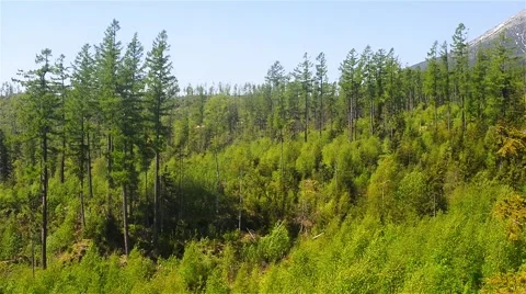 Mixed dense forest at the foothills Stock Footage 66657869