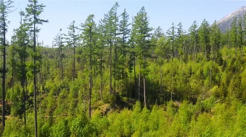 Mixed dense forest at the foothills Stock Footage 66906396