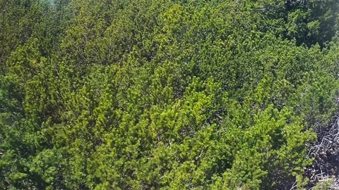 Mixed dense forest at the foothills Stock Footage 71252182