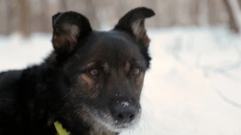 Mixed dog is eating snow Stock Footage 119809554