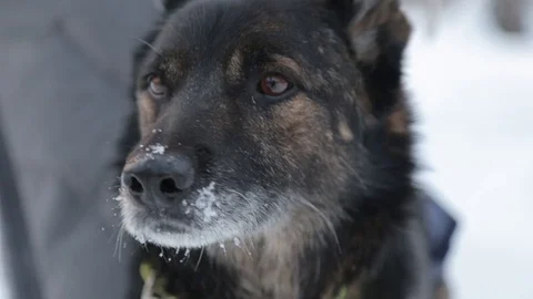 Mixed dog looks around Stock Footage 120107906
