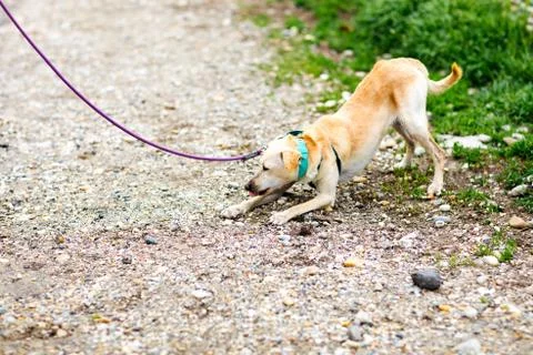 Mixed dog refusing to walk - never used leash before Stock-Fotos