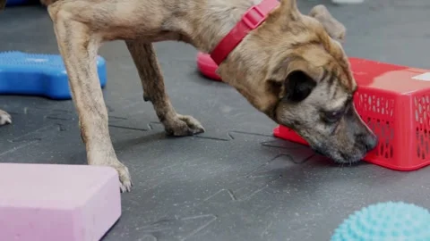 Mixed dog training nosework Stock Footage 244678879